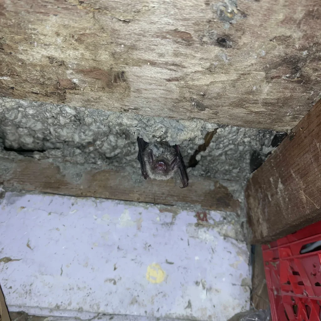 Cleaning Out an Attic After Raccoons or Rats in Clearwater, FL