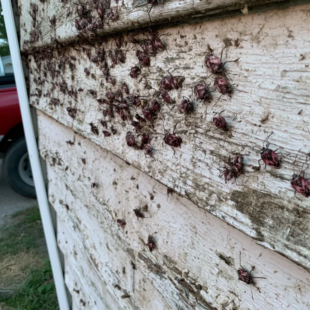 Pest Control for Rentals and HOAs in Clearwater