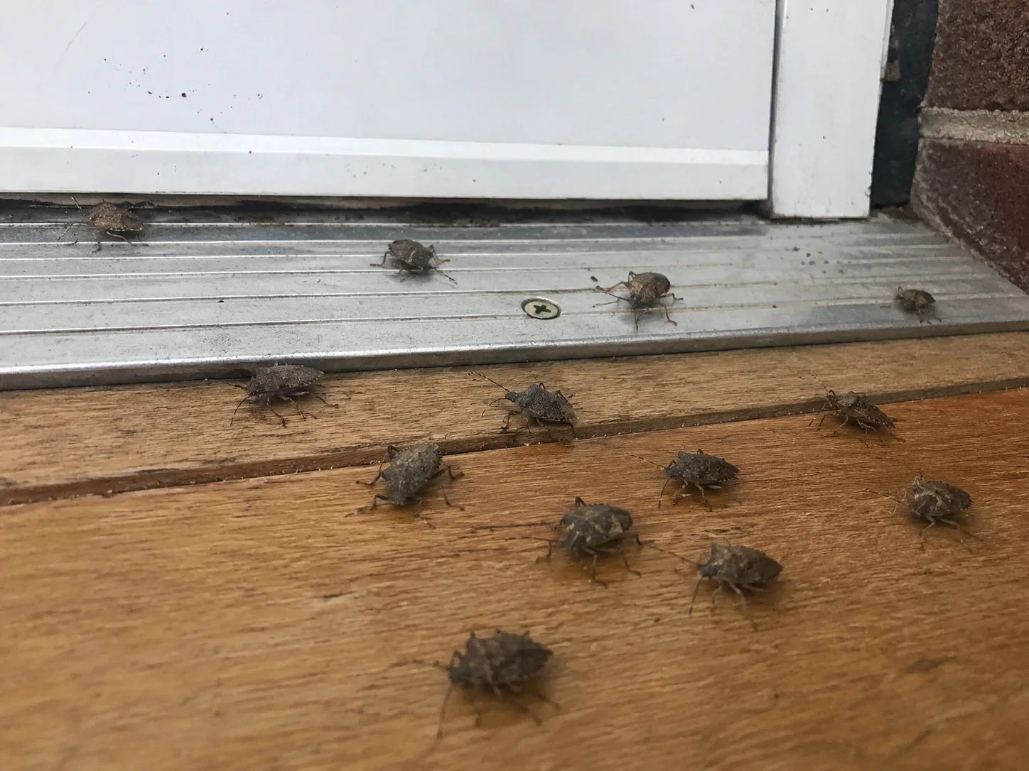 Tick Season in Clearwater, FL Explained