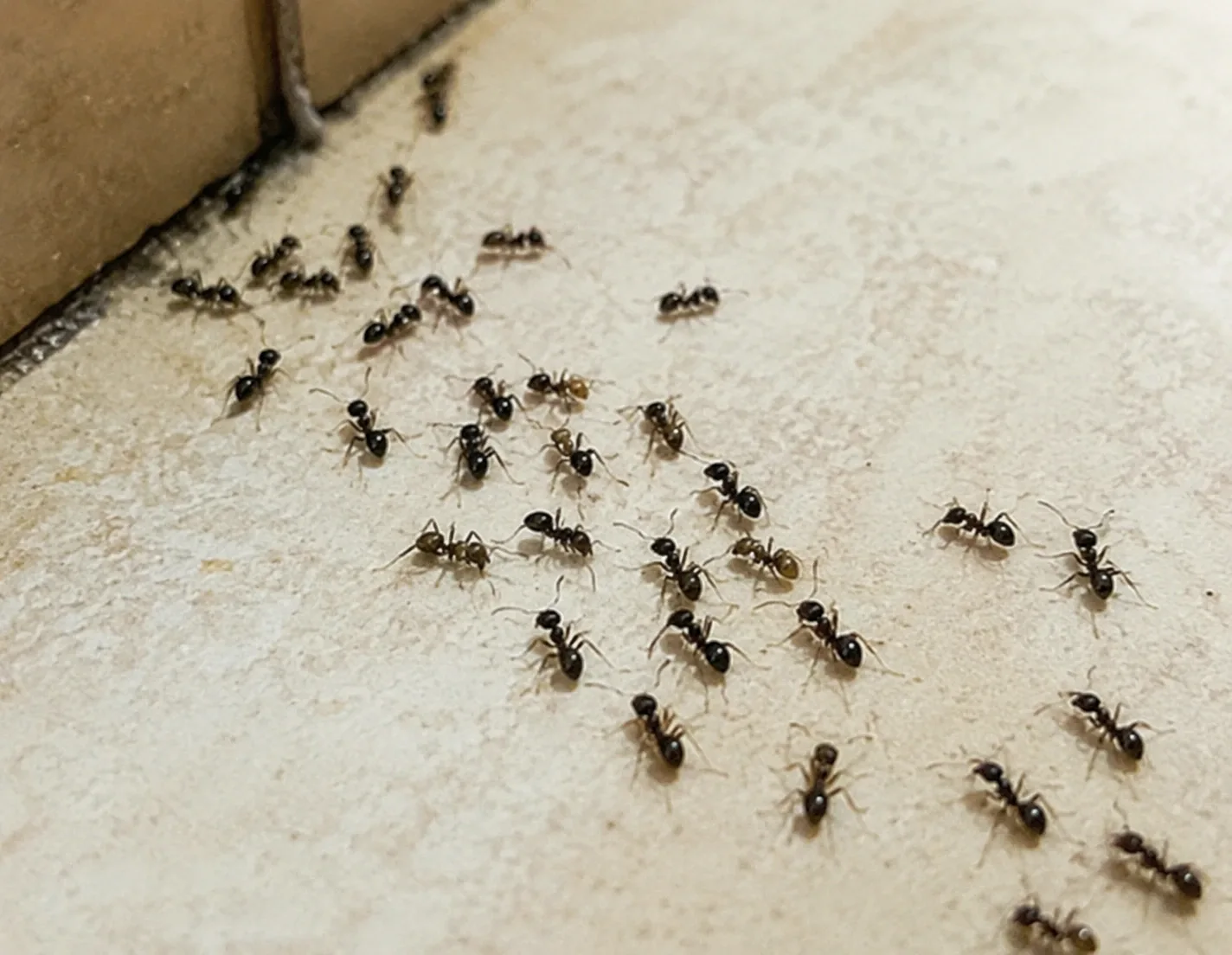 Common Household Pests in Clearwater, FL